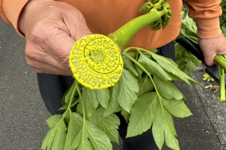 明日葉香港|日本製烘焙茶包|明日葉養生排毒系列-大輪明日葉